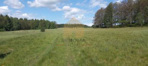 Działka rekreacyjna z lasem/1,13 ha