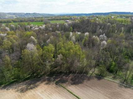 Twój prywatny las blisko Tarnowa - 98 arów spokoju i natury 