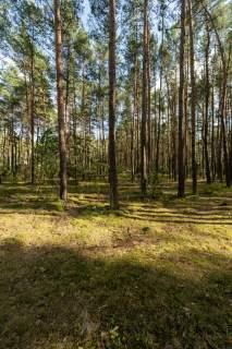 Ostatnia działka w środku lasu