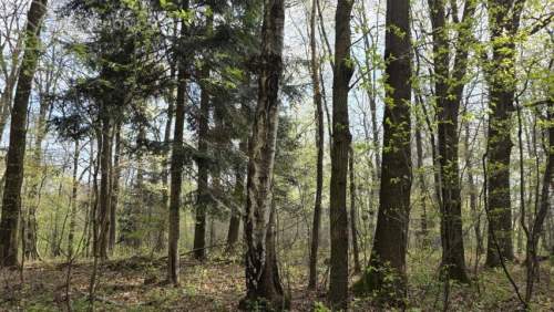 Twój prywatny las blisko Tarnowa - 98 arów spokoju i natury 