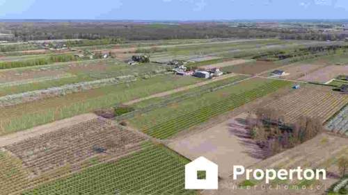 Gospodarstwo sadownicze 6,86 ha Franciszków