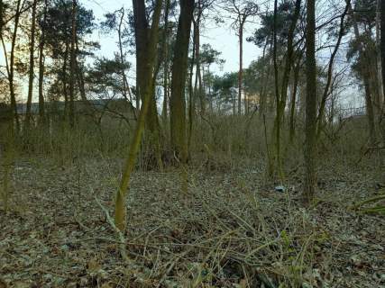 Kocianów - działka leśna - 33 ar