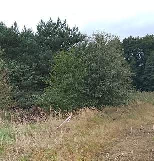 Działka budowlana na sprzedaż, 1492 m2, Stara Dąbrowa