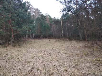 Sprzedam/Wynajmę 14h lasu w tym 8 tyś suchego nieużytku