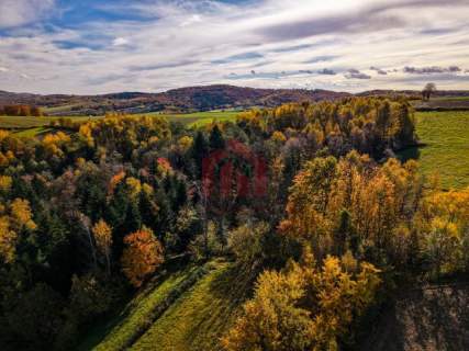 Raj na wsi 6,57ha dom z lasem pod Dębicą