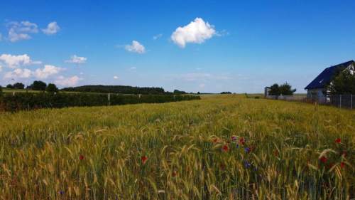 Borów Kol. Duża działka z możliwością uzyskania WZ