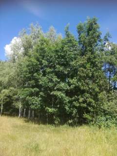 Kolonia Garbatówka, działka rolna, 3,18 ha