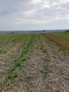 Działka inwestycyjna 4,5 ha bezpośrednio przy S12