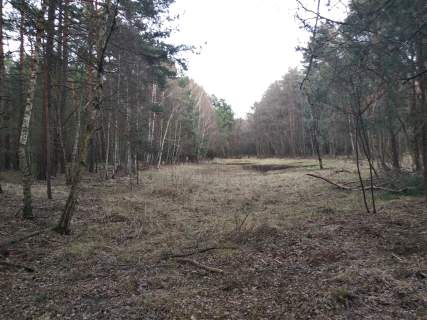 Sprzedam/Wynajmę 14h lasu w tym 8 tyś suchego nieużytku