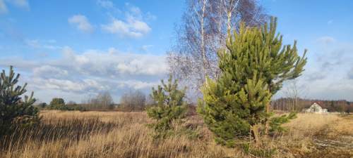 Borzęcin Mały-działka budowlana ul. Niezapominajki