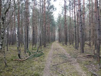 Sprzedam/Wynajmę 14h lasu w tym 8 tyś suchego nieużytku