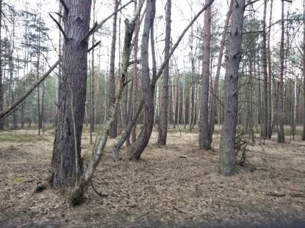 Sprzedam/Wynajmę 14h lasu w tym 8 tyś suchego nieużytku