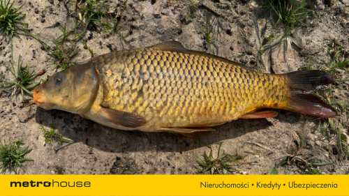 Działka ze stawem 0,6Ha staw 20 A Budowo pomorskie