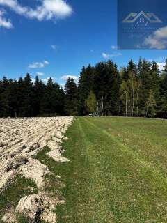 Twój własny las iglasty