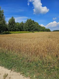 Karczmiska Drugie - ponad 33ar działki rolnej