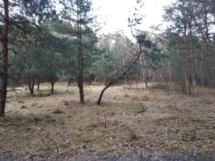 Sprzedam/Wynajmę 14h lasu w tym 8 tyś suchego nieużytku