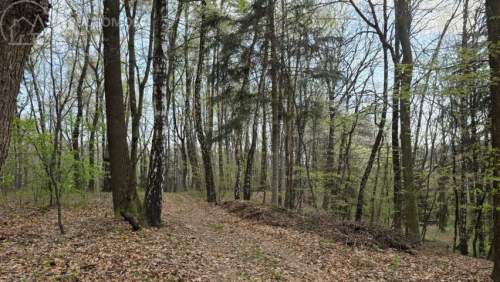 Twój prywatny las blisko Tarnowa - 98 arów spokoju i natury 
