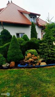 Zielona, spokojna okolica blisko lasu