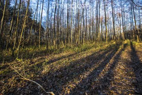 Działka 39,75 ar przy drodze i lesie Giedlarowa