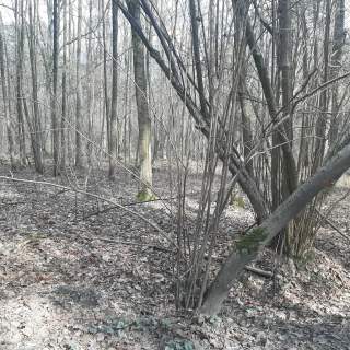Działka leśna Zgierz Chełmy