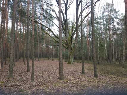 Sprzedam/Wynajmę 14h lasu w tym 8 tyś suchego nieużytku
