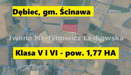 Grunty rolne i łąki - Dębic - Gmina Ścinawa