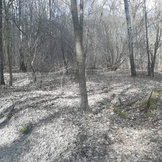 Działka leśna Zgierz Chełmy