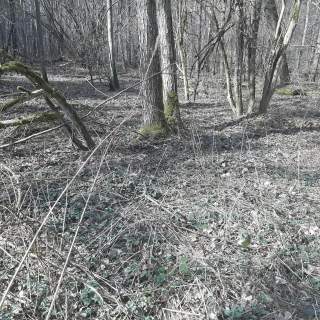 Działka leśna Zgierz Chełmy
