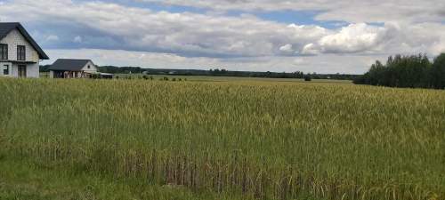 Piękna działka budowlana w Starościnie