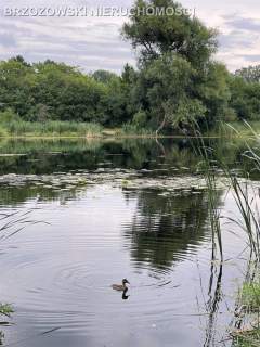 Wilanów, Vogla, MPZP, mieszkaniowa, usługi