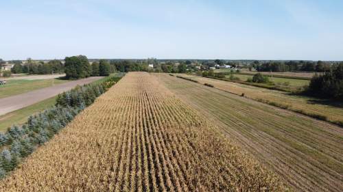 Działka budowlana 0.55 ha Sielce gm. Końskowola