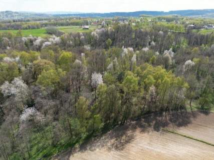 Twój prywatny las blisko Tarnowa - 98 arów spokoju i natury 