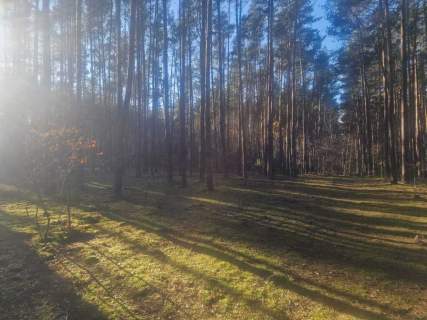 Ostatnia działka w środku lasu