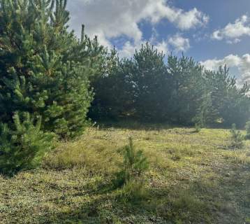 Maślakowy raj na własnej działce,Leźno 18 km od Gd