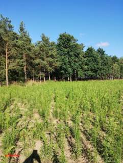 BLINNO DZIAŁKA ROLNA BEZ MPZP 1,5 HA