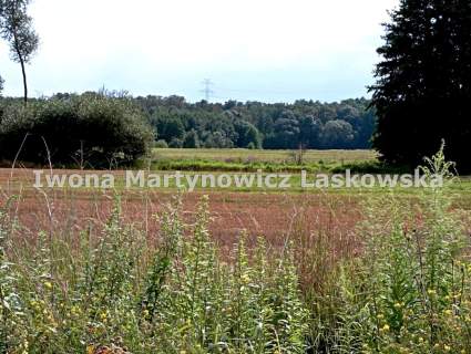 Grunt leśny - 1,5 ha - Ustronie k. Lubina