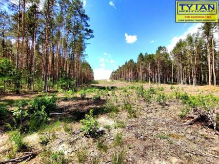 Grunt 4,85 ha, Zaręby Jartuzy, gmina Szumowo