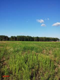 DZIAŁKA ROLNA O POW. 2,16 HA BEZ MPZP