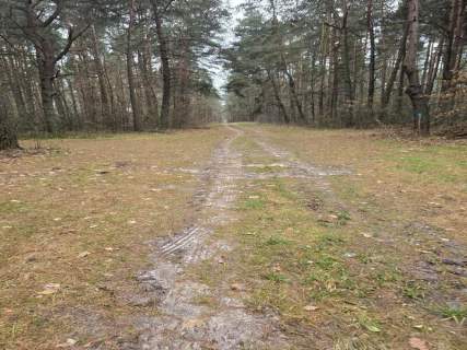 Sprzedaż nieruchomości leśnej Przywózki gm. Sokołów Podlaski