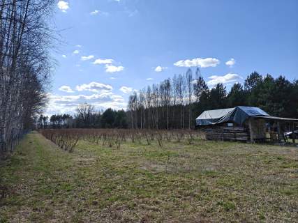 Plantacja Borówki z Lasem 1,56 ha