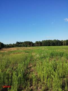 BLINNO DZIAŁKA ROLNA BEZ MPZP 1,5 HA