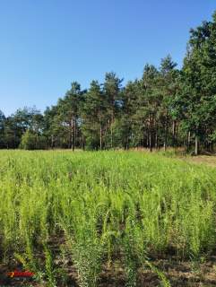 BLINNO DZIAŁKA ROLNA BEZ MPZP 1,5 HA