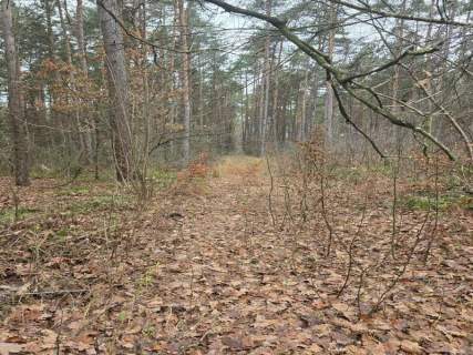 Sprzedaż nieruchomości leśnej Przywózki gm. Sokołów Podlaski
