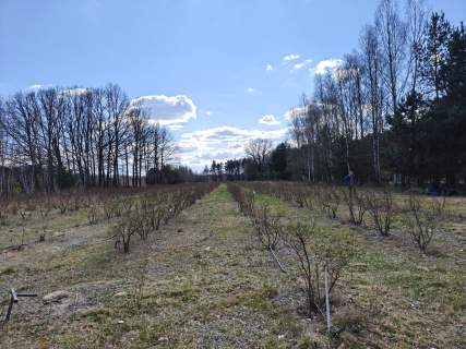 Plantacja Borówki z Lasem 1,56 ha
