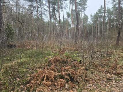 Sprzedaż nieruchomości leśnej Przywózki gm. Sokołów Podlaski