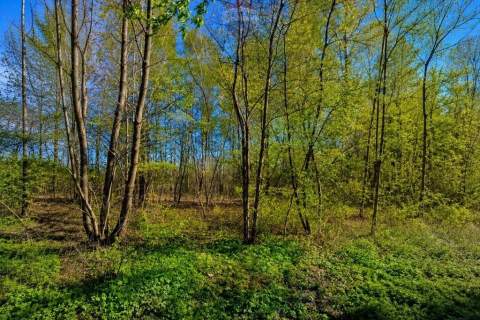 WYJĄTKOWA DZIAŁKA Z WZ 3204 m2 GRABÓW NAD PILICĄ
