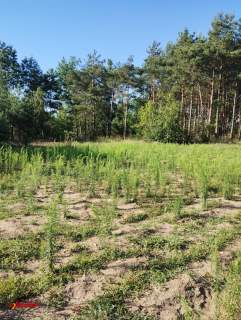 BLINNO DZIAŁKA ROLNA BEZ MPZP 1,5 HA