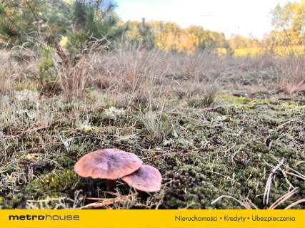 Działka siedliskowa z linią brzegową, przy lesie