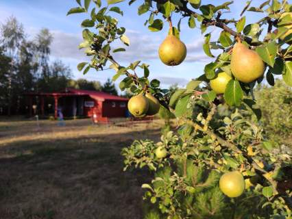 Działka z domkiem blisko Jeziorska - cisza, natura i relaks