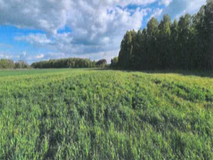 Sprzedaż nieruchomości Brzozówka 2,76 ha